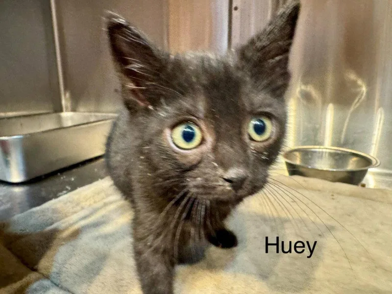 A baby small-sized male Black Domestic Short Hair cat named Huey for adoption in Saint George, UT