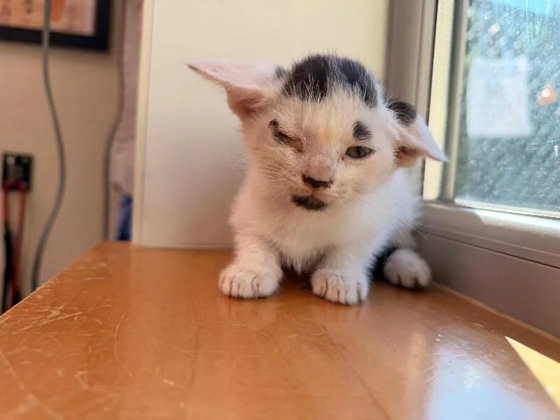 A young medium-sized male Domestic Short Hair cat named Whopper Jr. A.K.A Nail for adoption in Disputanta, VA
