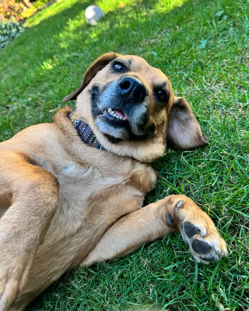 Rosie    thumbnail 2