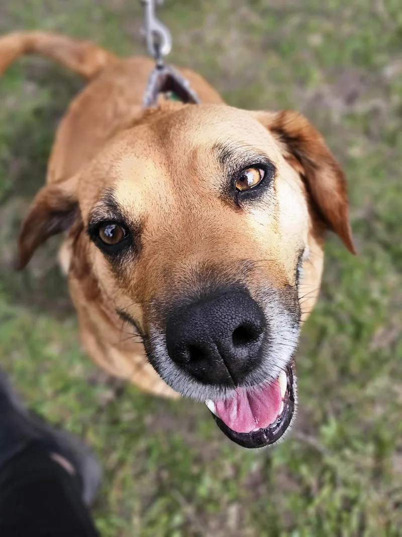 Rosie    thumbnail 3