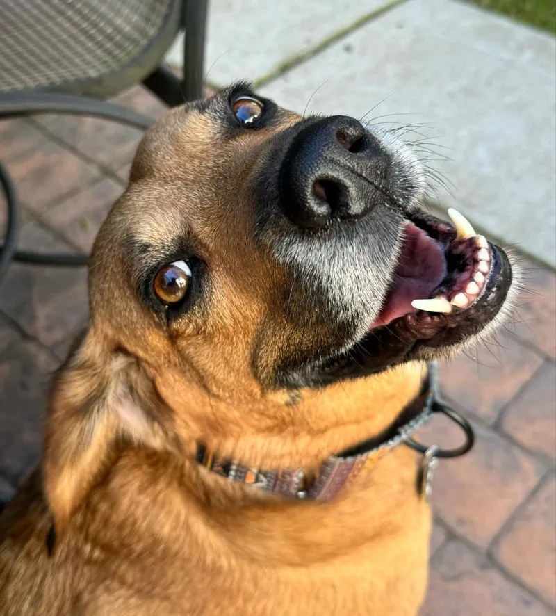 Rosie    thumbnail 4