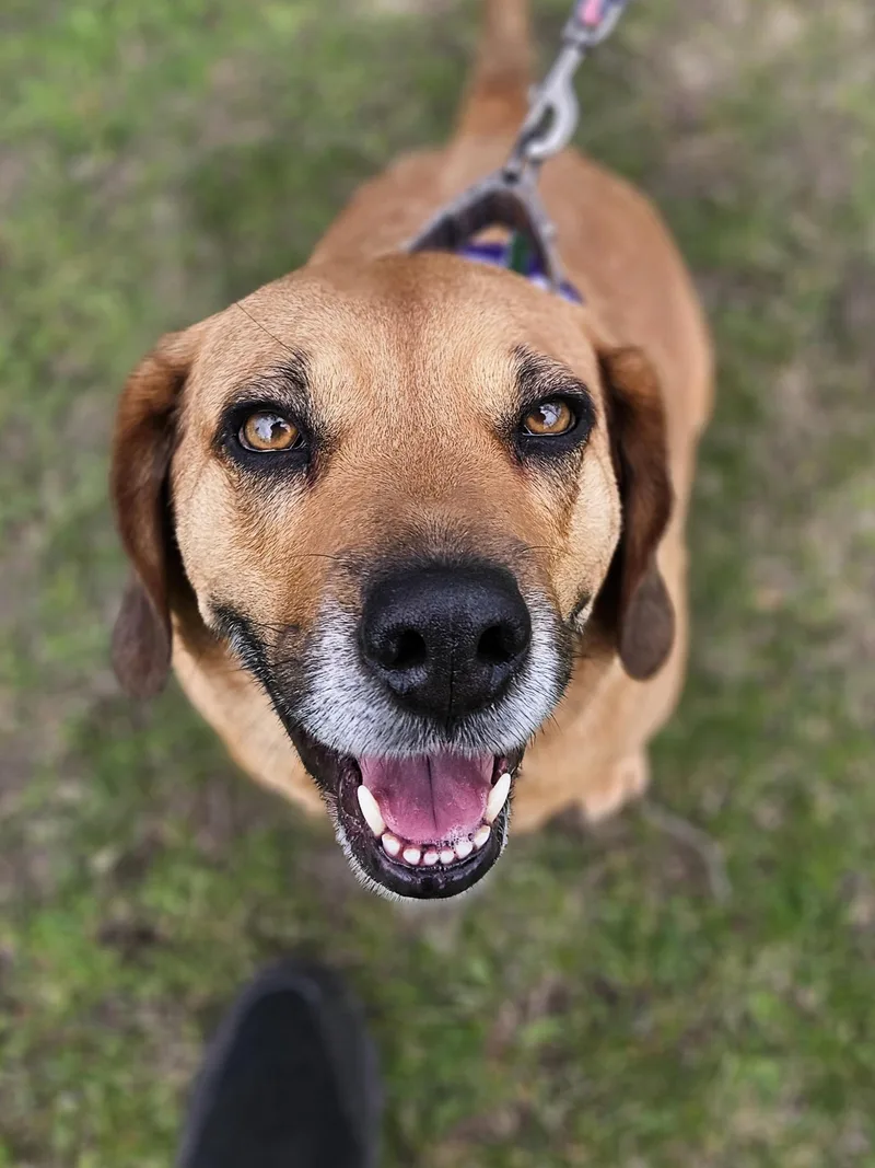 Rosie    thumbnail 5