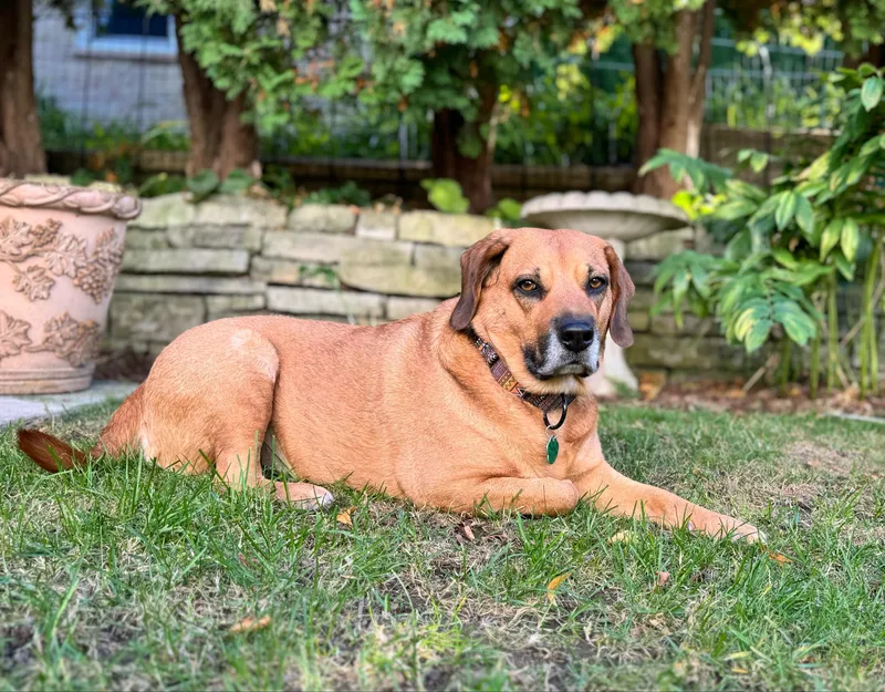 Rosie    thumbnail 6