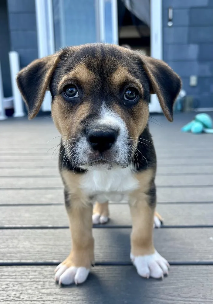 A baby large-sized male Brown / Chocolate Labrador Retriever dog named Pappa for adoption in Greenlawn, NY
