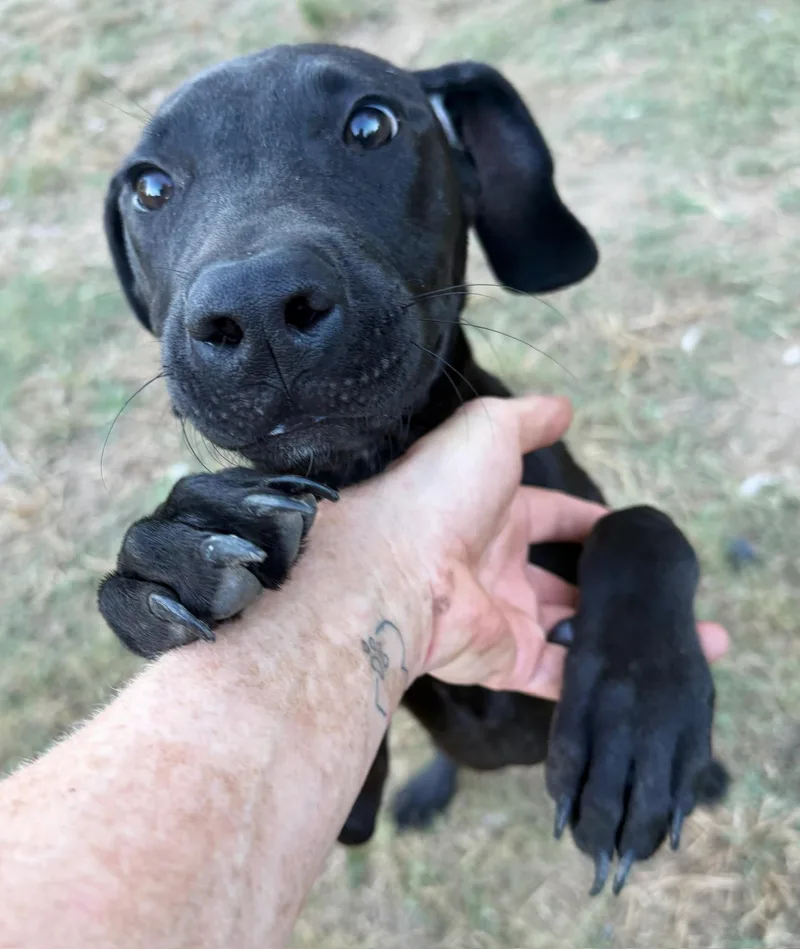 A young medium-sized female Black Labrador Retriever dog named Stormy for adoption in Calera, AL