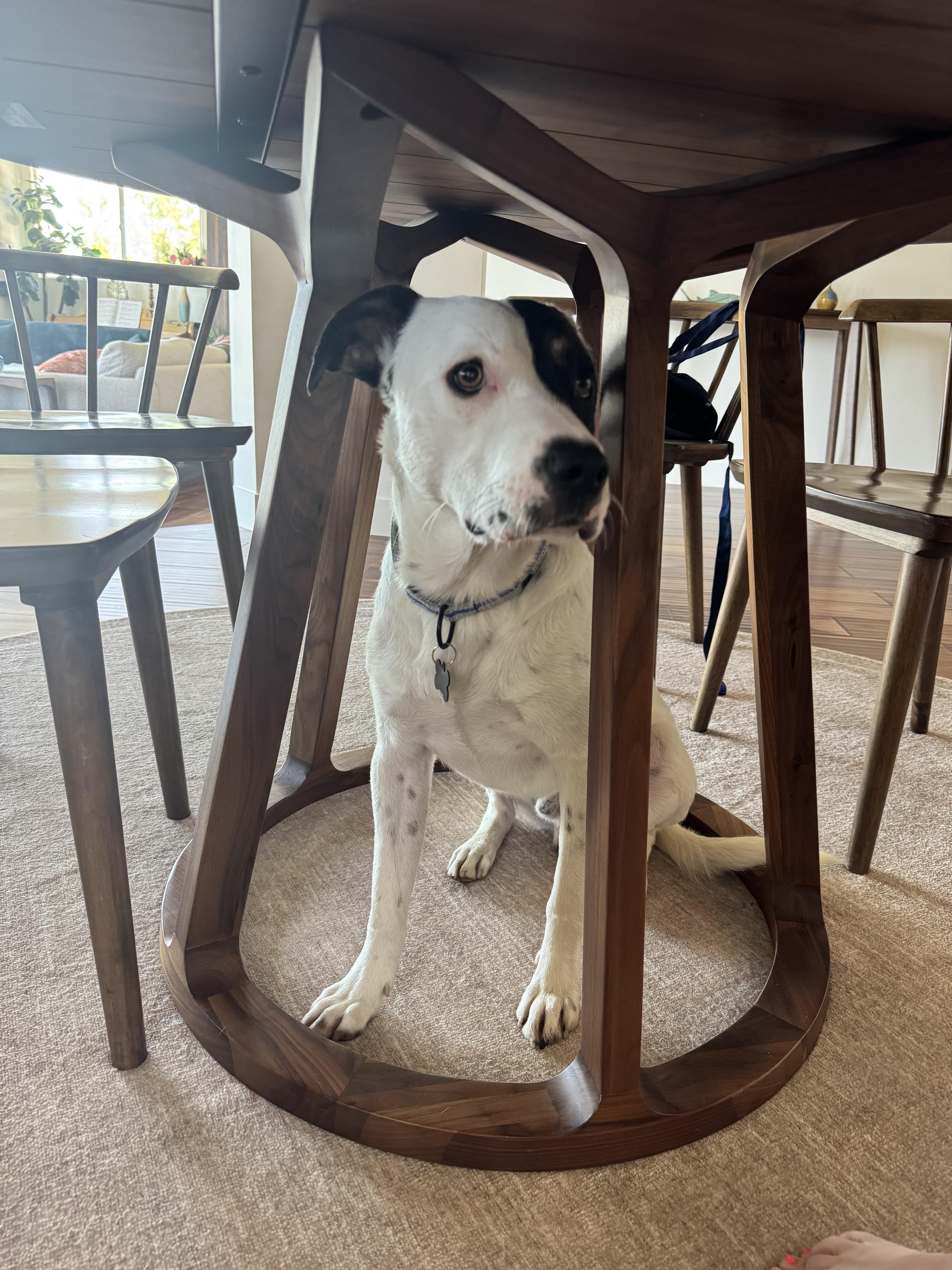 A young medium-sized male Harlequin Labrador Retriever dog named Harvey for adoption in Murrieta, CA
