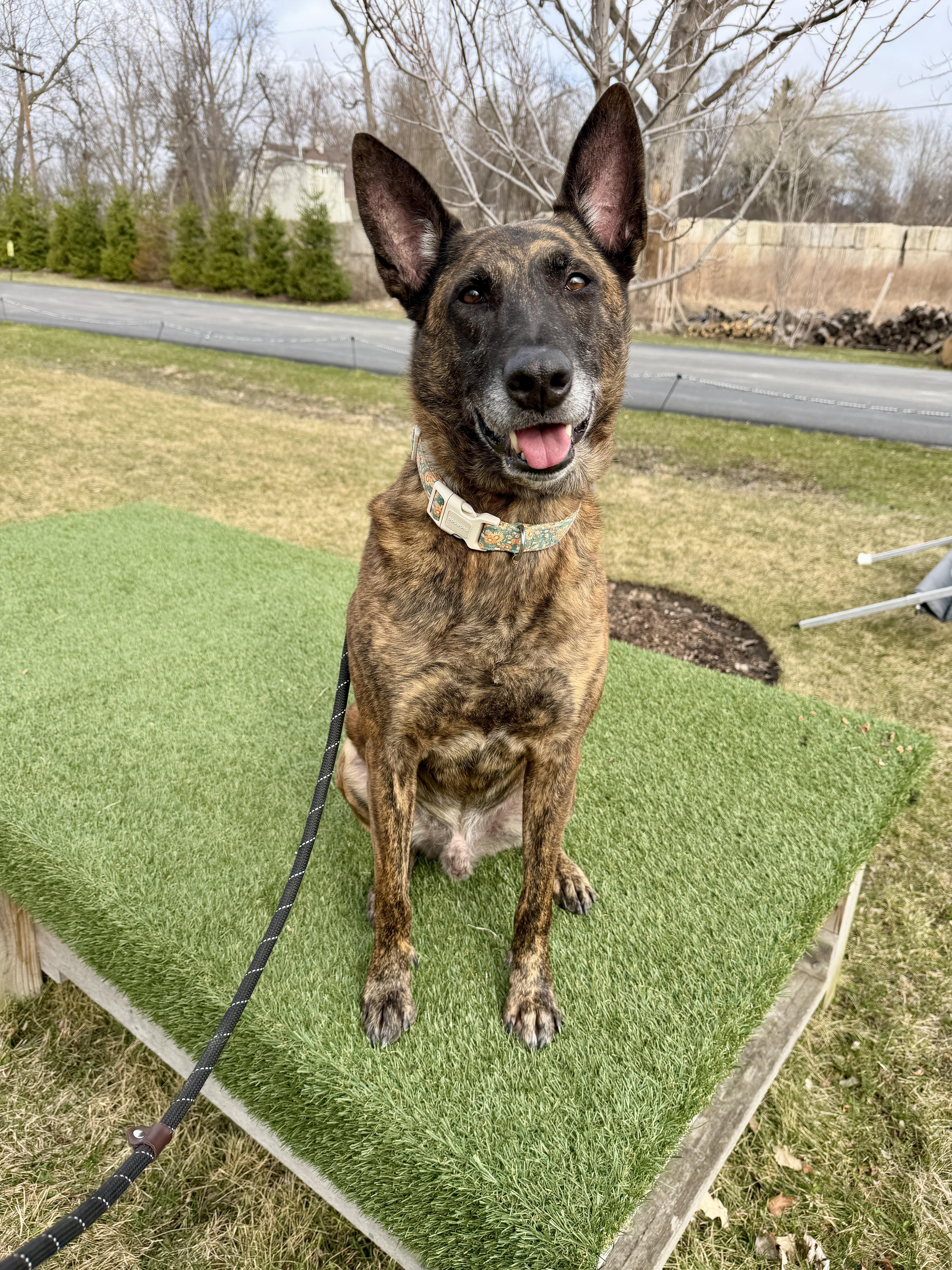 An adult large-sized male Brindle Dutch Shepherd dog named Pablo for adoption in Vernon Hills, IL