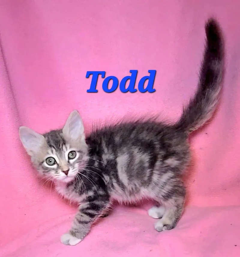 A baby medium-sized male Tabby (Gray / Blue / Silver) Tabby cat named Todd for adoption in Macon, GA