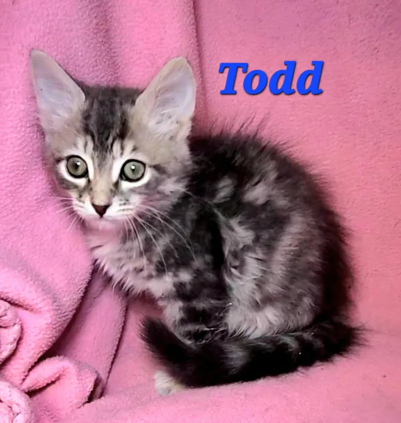 Todd thumbnail 2