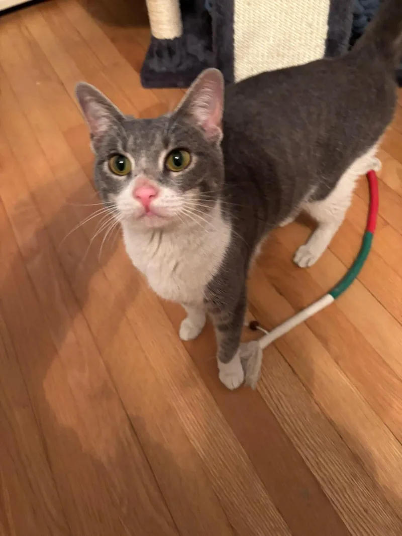 A young medium-sized female Gray & White Domestic Short Hair cat named Hope for adoption in Enfield, CT