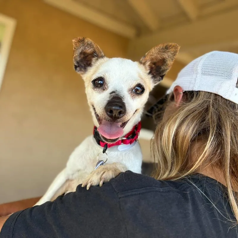 An adult medium-sized female Chihuahua dog named Poppy for adoption in Ramona, CA