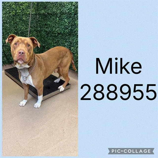 A young medium-sized male Mixed Breed dog named Mike for adoption in Macon, GA