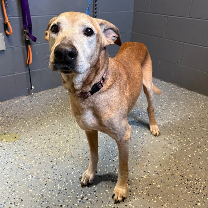 A senior large-sized male Brown / Chocolate Shepherd dog named TUSCStray for adoption in Tuscaloosa, AL