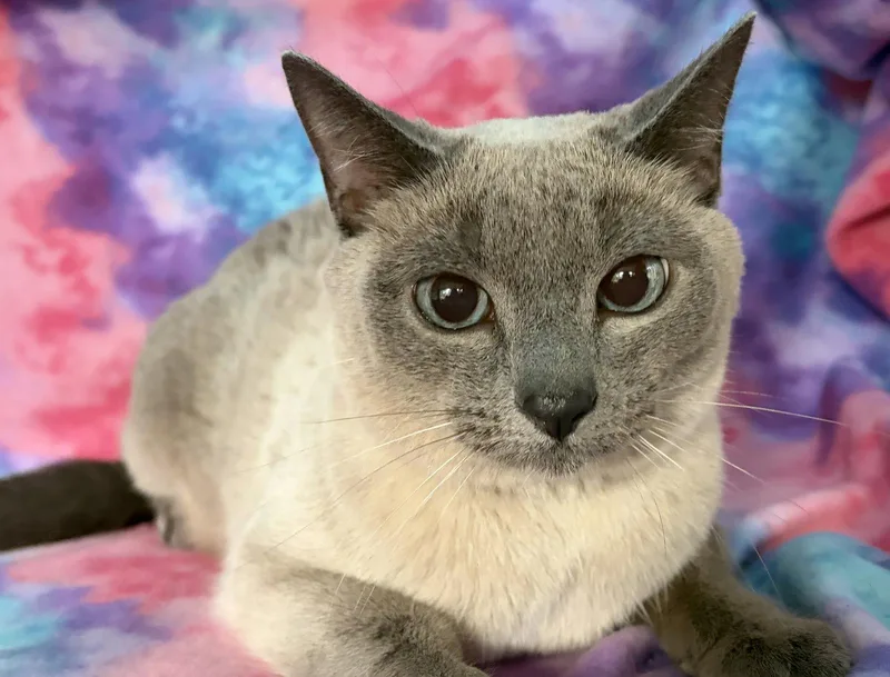 An adult medium-sized female Domestic Short Hair cat named Kali for adoption in Oviedo, FL