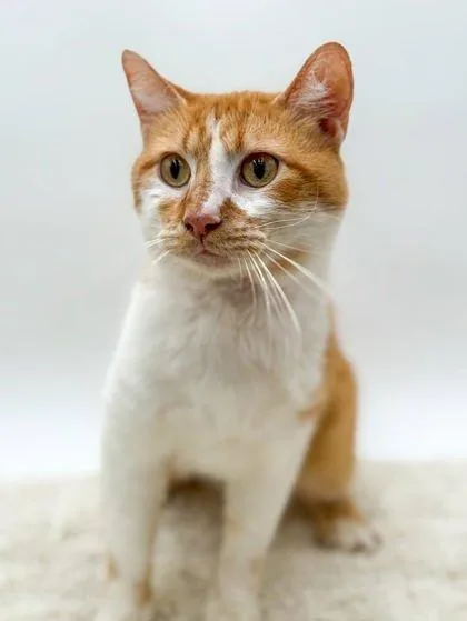 An adult medium-sized male Domestic Short Hair cat named Lil Boy for adoption in Bowling Green, KY