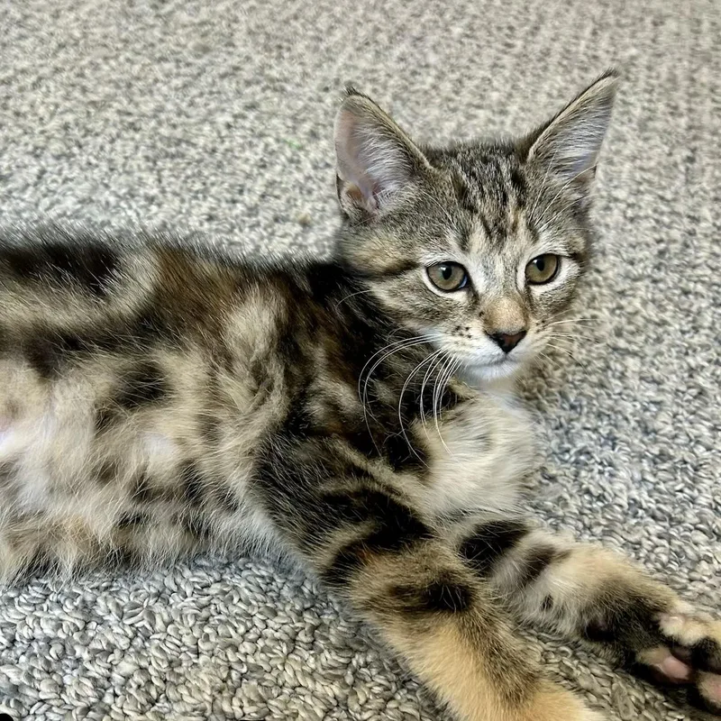 A baby small-sized female Tabby (Brown / Chocolate) Domestic Short Hair cat named Cholula for adoption in Fishers, IN