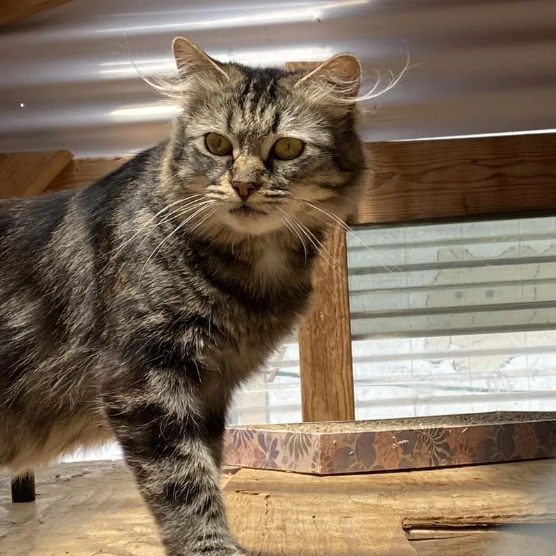 Cleocatra "cleo" thumbnail 2