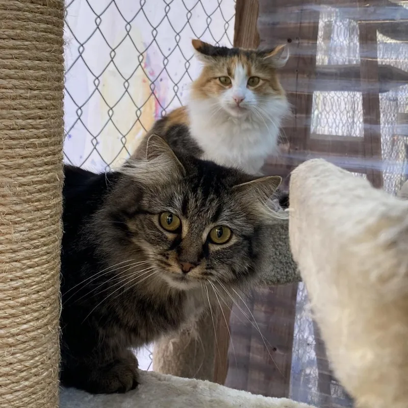 Cleocatra "cleo" thumbnail 3