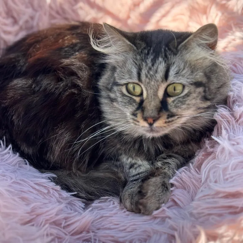 Cleocatra "cleo" thumbnail 4