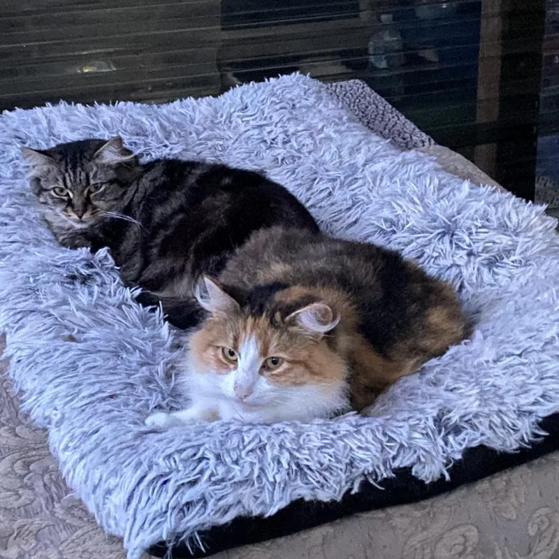 Cleocatra "cleo" thumbnail 5