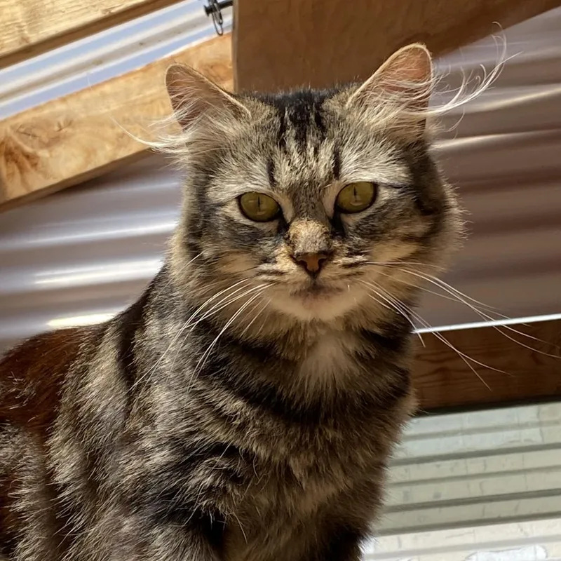 Cleocatra "cleo" thumbnail 6