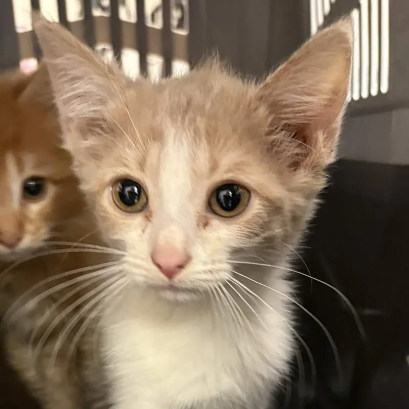 A baby small-sized female Cream / Ivory Domestic Short Hair cat named Katana for adoption in Gloucester, VA