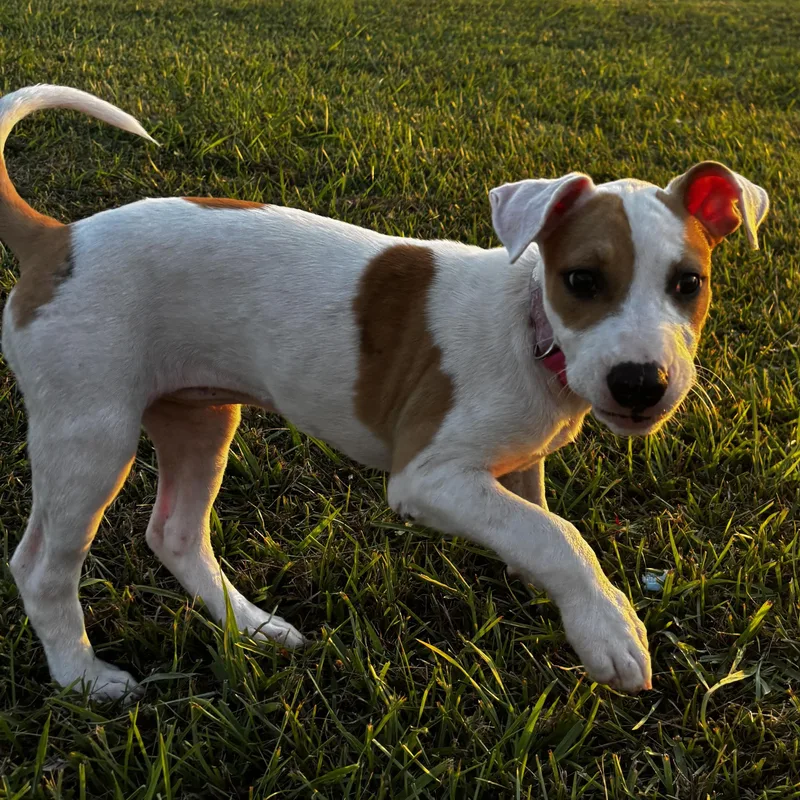 A baby medium-sized female American Staffordshire Terrier dog named Artemis for adoption in Liverpool, TX