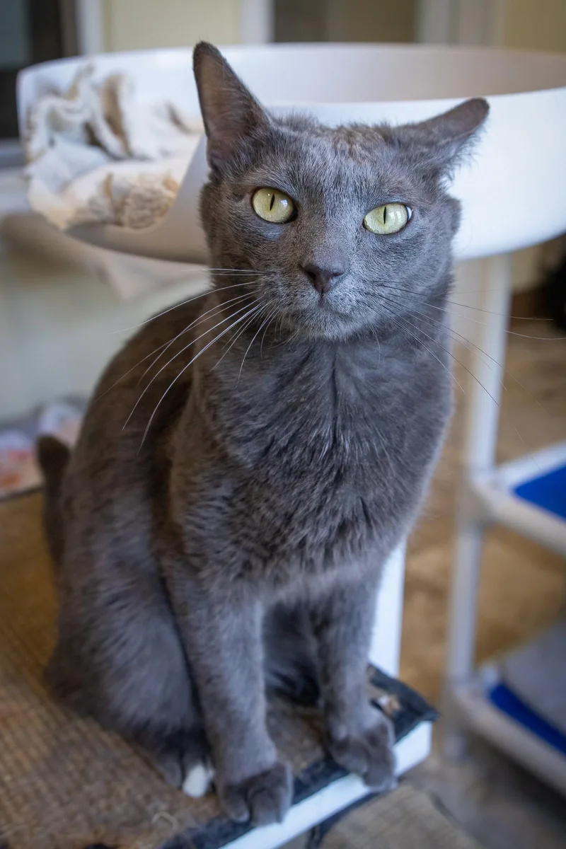 An adult medium-sized male Gray / Blue / Silver Domestic Short Hair cat named Earl Grey for adoption in Greenville, DE
