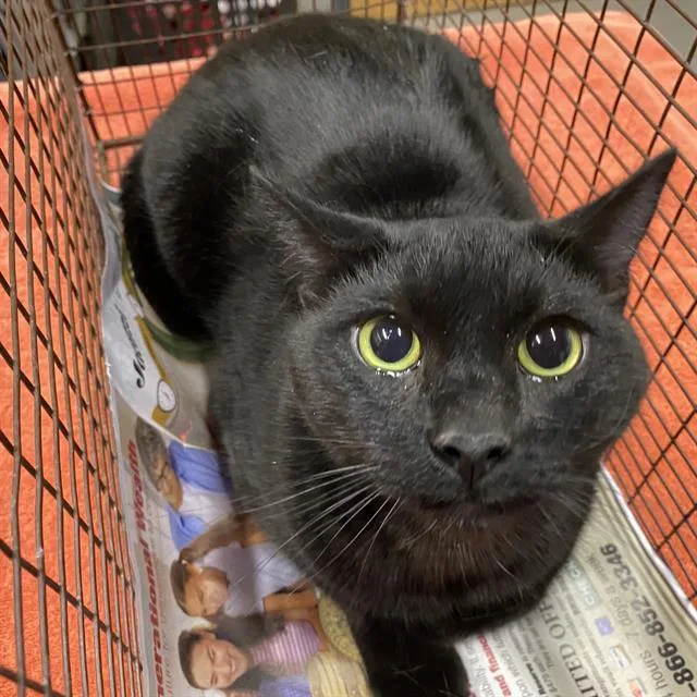 An adult extra large-sized female Domestic Short Hair cat named Meek for adoption in Modesto, CA