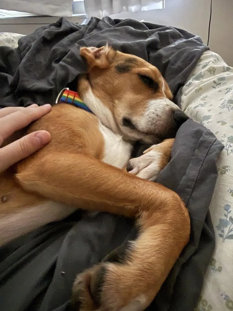 An adult medium-sized female White / Cream Beagle dog named Cherry for adoption in Manhattan, NY