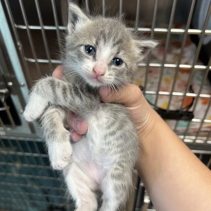 A baby small-sized female Gray / Blue / Silver Domestic Short Hair cat named Doc for adoption in Redwood City, CA