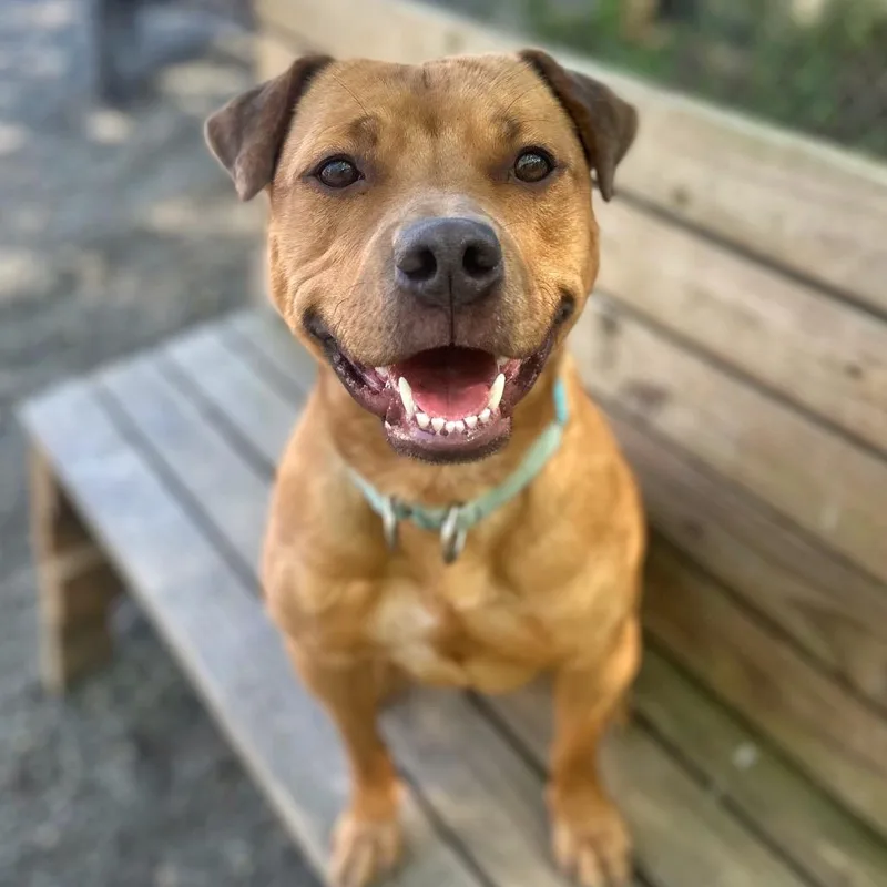 A young medium-sized female Red / Chestnut / Orange Mixed Breed dog named Althea for adoption in Fredericksburg, VA