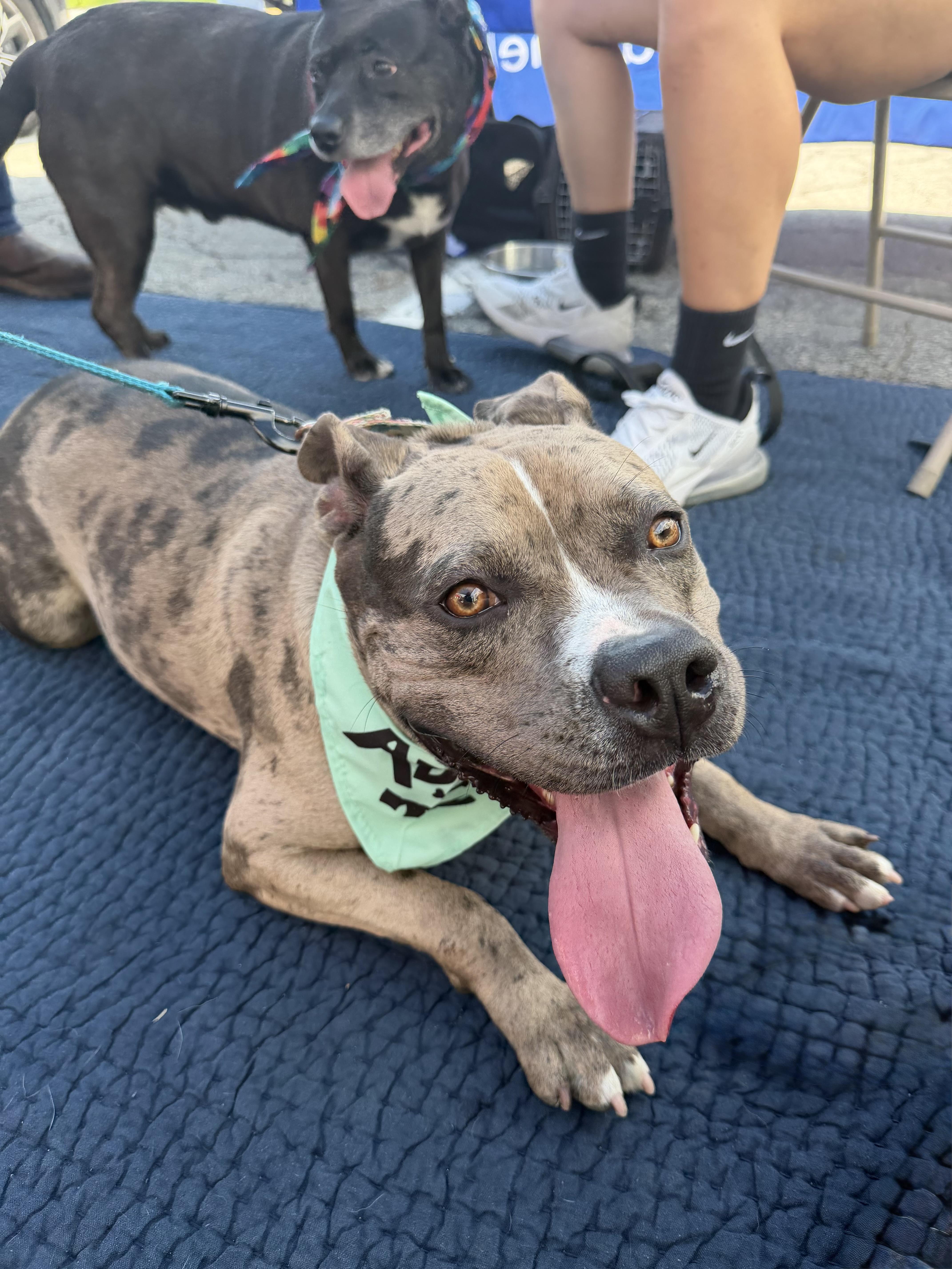 An adult medium-sized female Pit Bull Terrier dog named Turner for adoption in Monroeville, PA