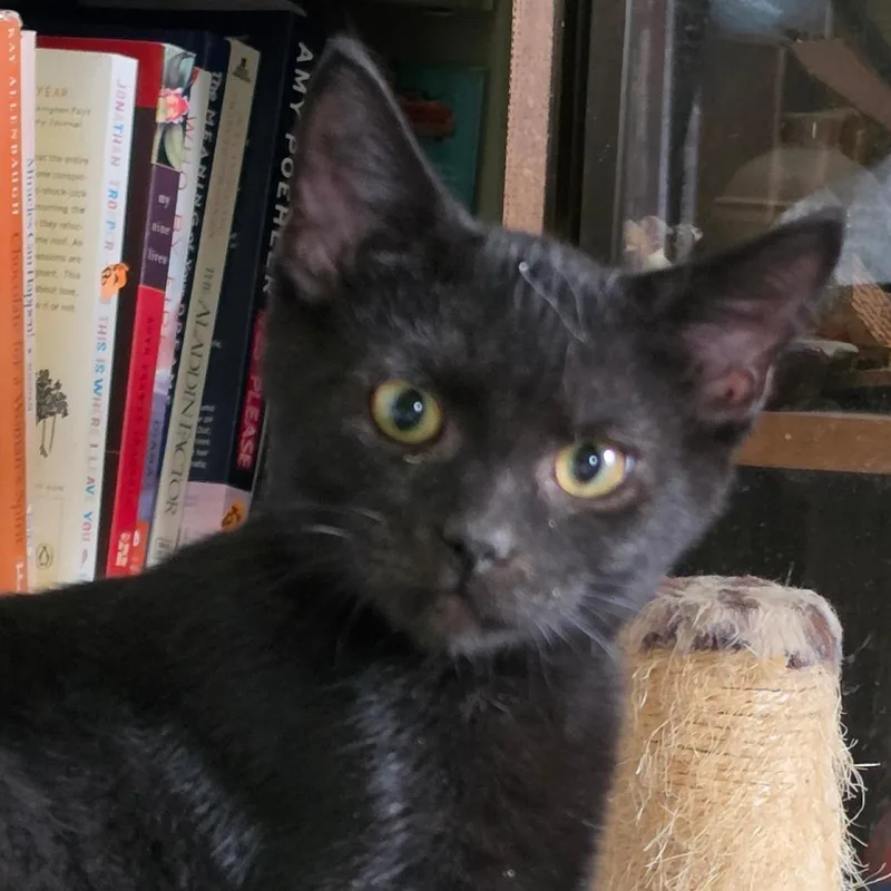 A baby medium-sized male Black Domestic Short Hair cat named Undertaker for adoption in Grinnell, IA