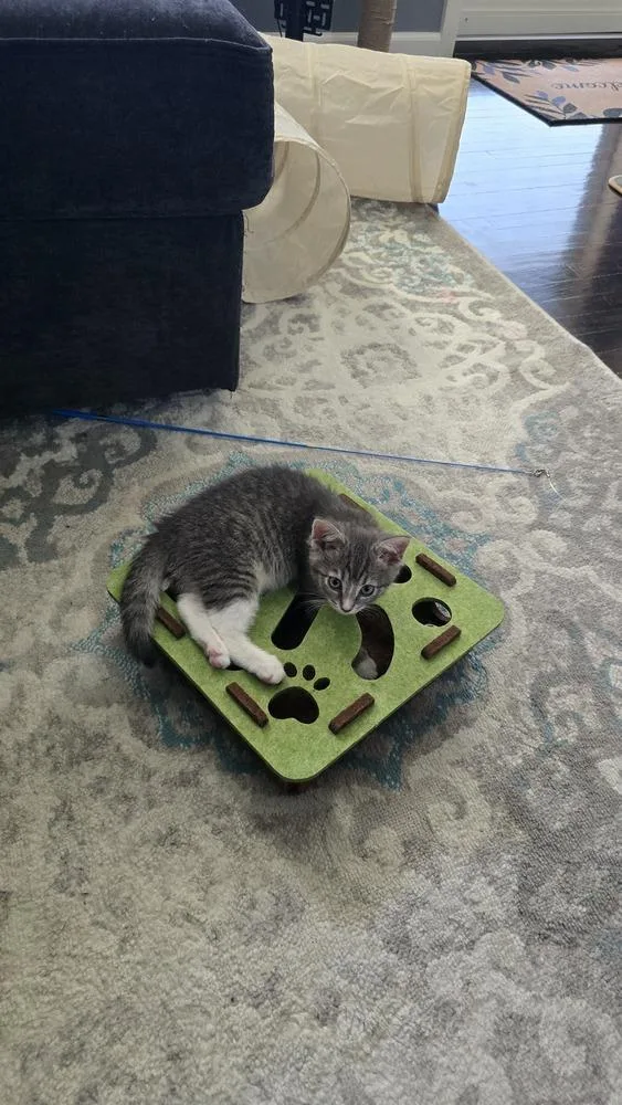 A baby medium-sized female Gray & White Domestic Short Hair cat named Sorrel for adoption in Clinton Township, MI