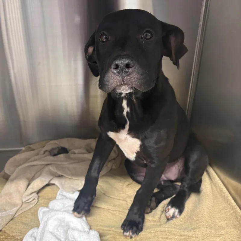 A baby medium-sized female Black Pit Bull Terrier dog named Kelsey for adoption in Morganton, NC