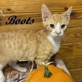 Boots thumbnail 2
