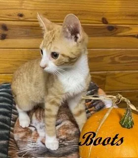 Boots thumbnail 3