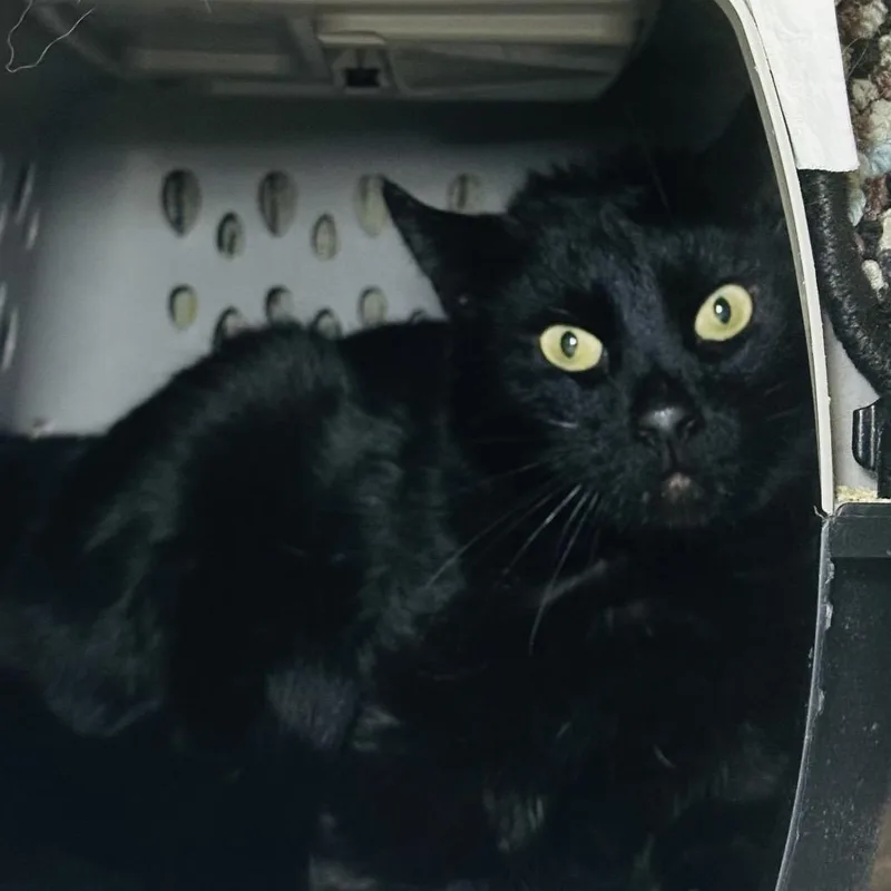 A senior medium-sized male Black Domestic Short Hair cat named Toku for adoption in Middle Village, NY