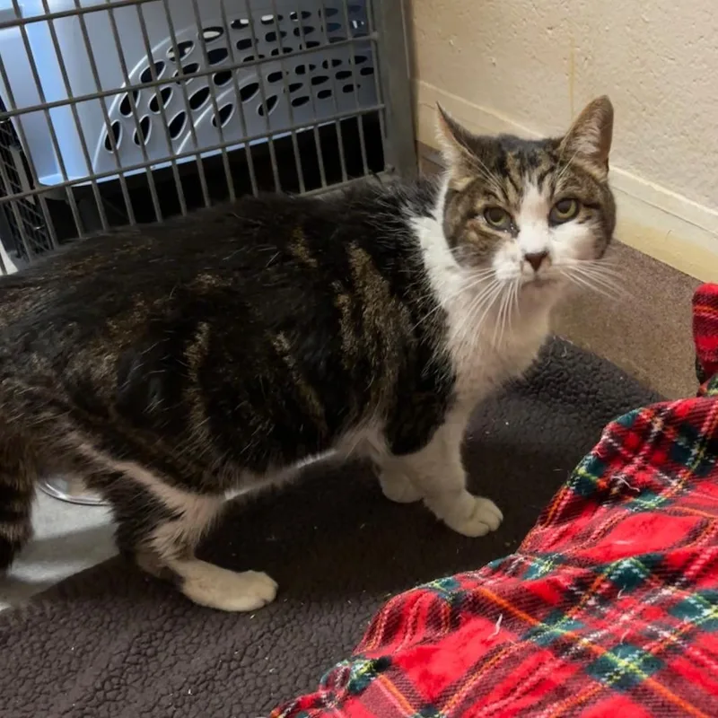 King Bruno thumbnail 2