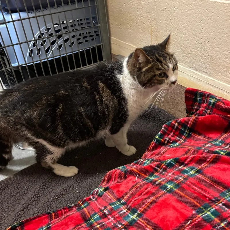 King Bruno thumbnail 3