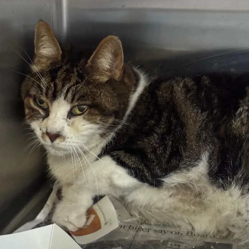 King Bruno thumbnail 4