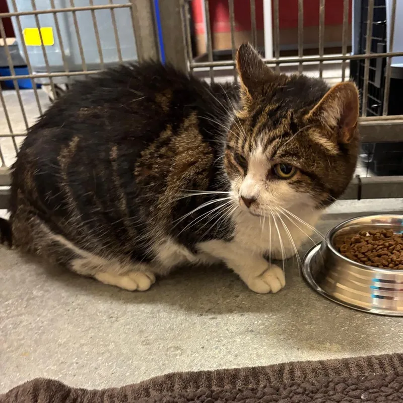 King Bruno thumbnail 5