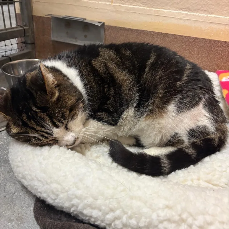 King Bruno thumbnail 6