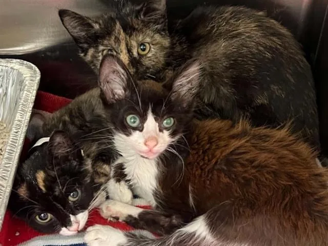 A baby small-sized male Domestic Short Hair cat named Marcus for adoption in Tustin, CA