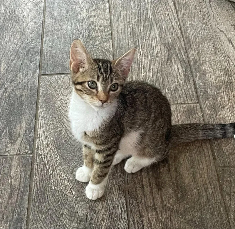 A young medium-sized female Tabby cat named Cocoa Bean for adoption in Garner, NC