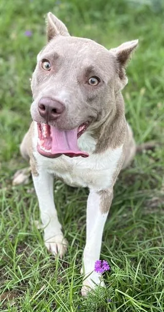 A young medium-sized female Pit Bull Terrier dog named Petunia for adoption in Augusta, GA