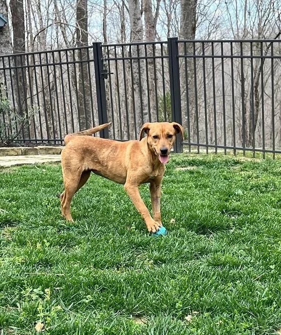 A young medium-sized female Red / Chestnut / Orange Rhodesian Ridgeback dog named Daisy..........fee Sponsored for adoption in Byrdstown, TN