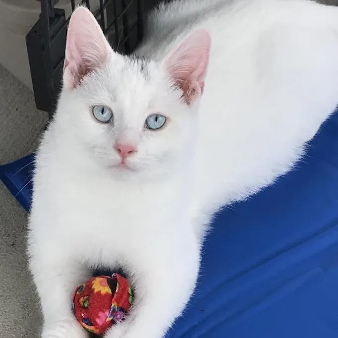 A baby small-sized male White Domestic Short Hair cat named Benjamin Bunny for adoption in Smithville, TN