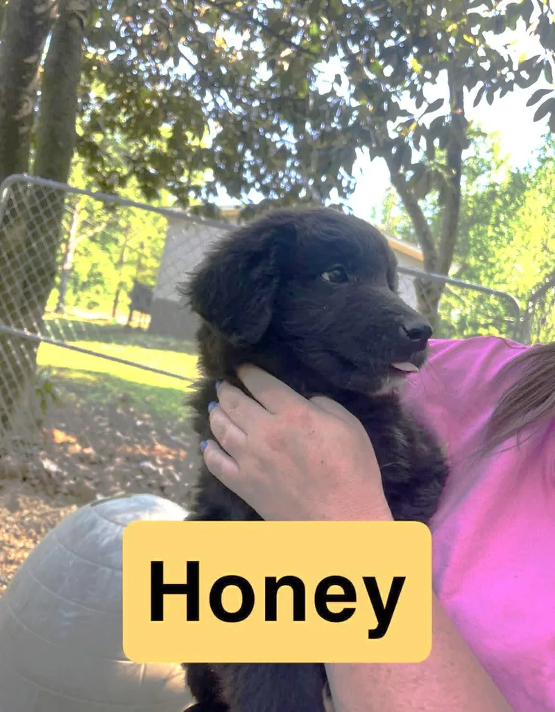A baby large-sized female Retriever dog named Honey Eb In Ms for adoption in Warwick, RI